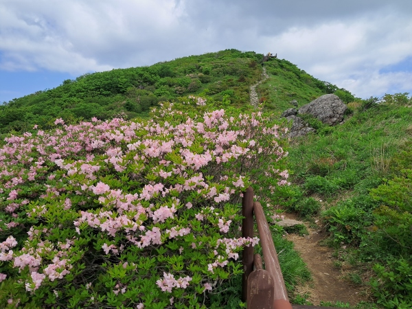 소백산 연화봉 ~ 비로봉 능선에 핀 연분홍빛 철쭉0