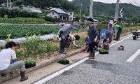 평은면, 마을 곳곳 ‘꽃단장’